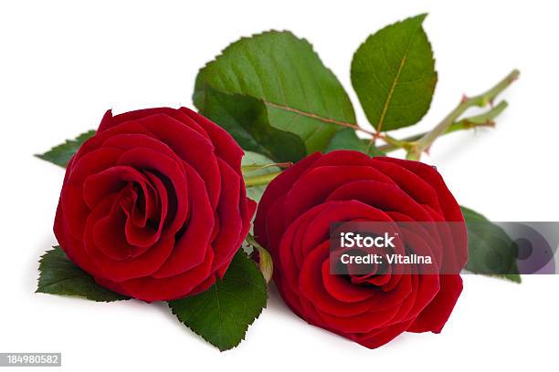 Red Roses - Fotografias de stock e mais imagens de Arranjo de flores - Arranjo de flores, Botão - Estágio de flora, Bouquet