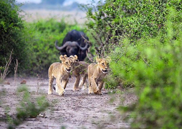 buffalo verfolgen sie das lion cubs - wildlife tracking tag stock-fotos und bilder