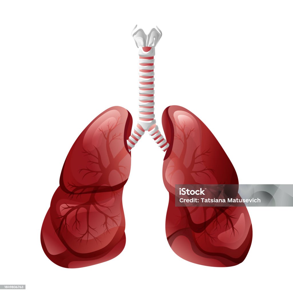 Human Lungs Anatomy Diagram Vector Illustration On White Background ... Biology Diagrams