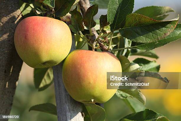 Maturo Apple - Fotografie stock e altre immagini di Agricoltura - Agricoltura, Albero, Albero da frutto