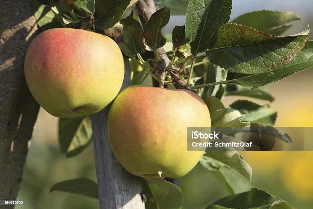 Maçã madura - Foto de stock de Agricultura royalty-free