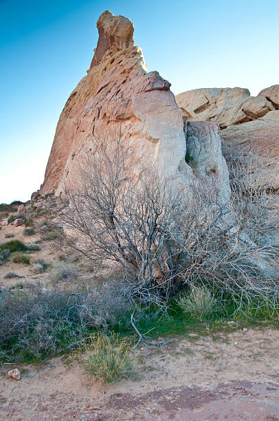 istock Valley of Fire - Rock Formation and Tree 184980802