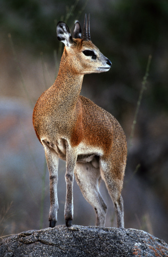 Sudáfrica, parque nacional de Kruger, saltarrocas. photo