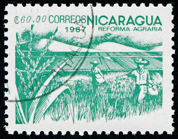 istock Nicaraguan Wheat Stamp 184981050