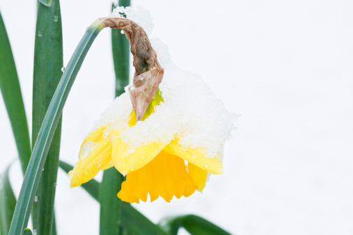 Daffodil weighted down by freshly fallen snow