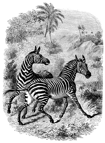 Engraving From 1867 Featuring Two Wild Zebras.