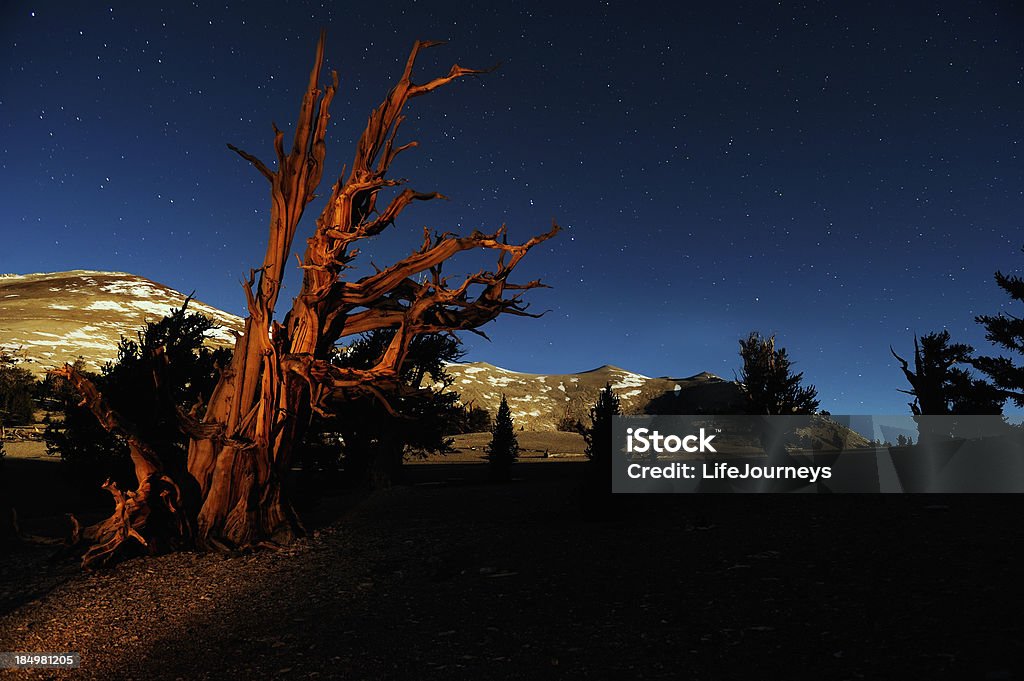 Majestuoso cerda cono Pines en las montañas blancas de California - Foto de stock de Pino erizo libre de derechos