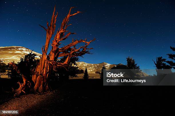 Majestuoso Cerda Cono Pines En Las Montañas Blancas De California Foto de stock y más banco de imágenes de Pino erizo