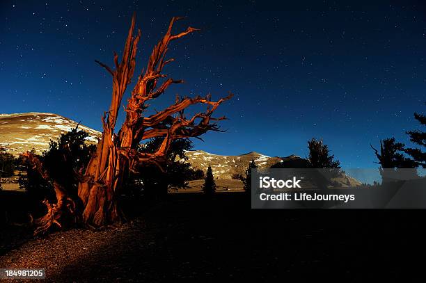壮麗な天然のコーンパインズカリフォルニア州ホワイト山脈 - イガゴヨウマツのストックフォトや画像を多数ご用意 - イガゴヨウマツ, からっぽ, ねじれた