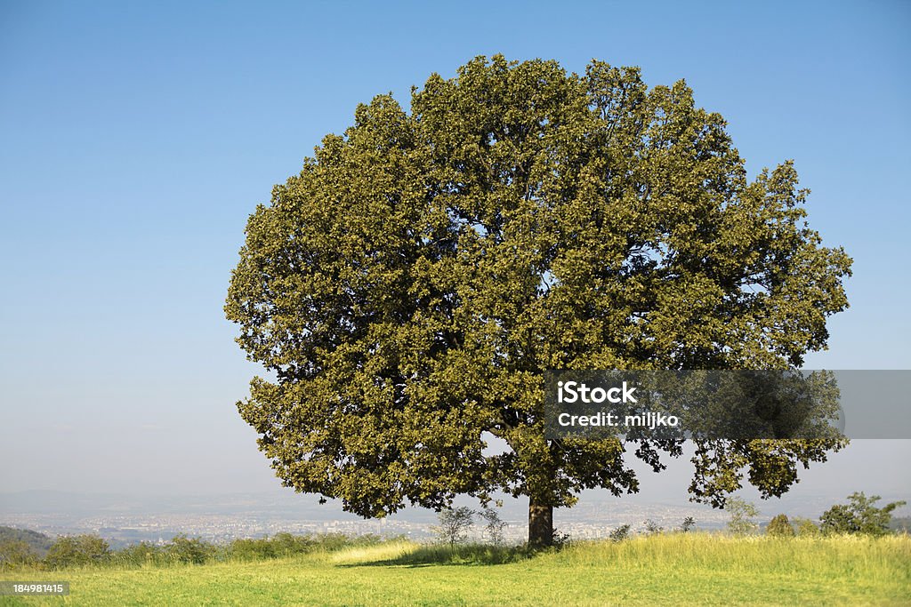 Solitario oak tree - Foto de stock de Aire libre libre de derechos