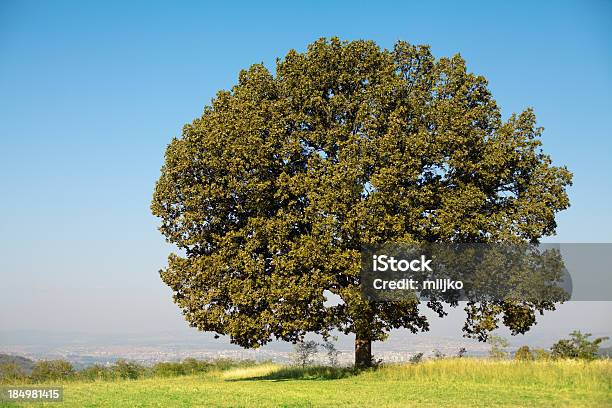 Solitario Oak Tree Foto de stock y más banco de imágenes de Aire libre - Aire libre, Aislado, Azul