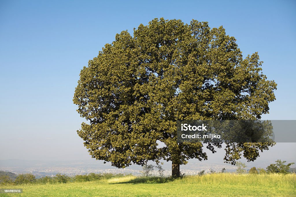 Pojedyncza Dąb-drzewo - Zbiór zdjęć royalty-free (Bez ludzi)