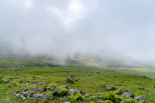 view of fog and green pasture