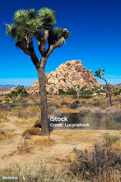 Joshua Tree And Rocks Stock Photo - Download Image Now - Arid Climate, Blue, Boulder - Rock