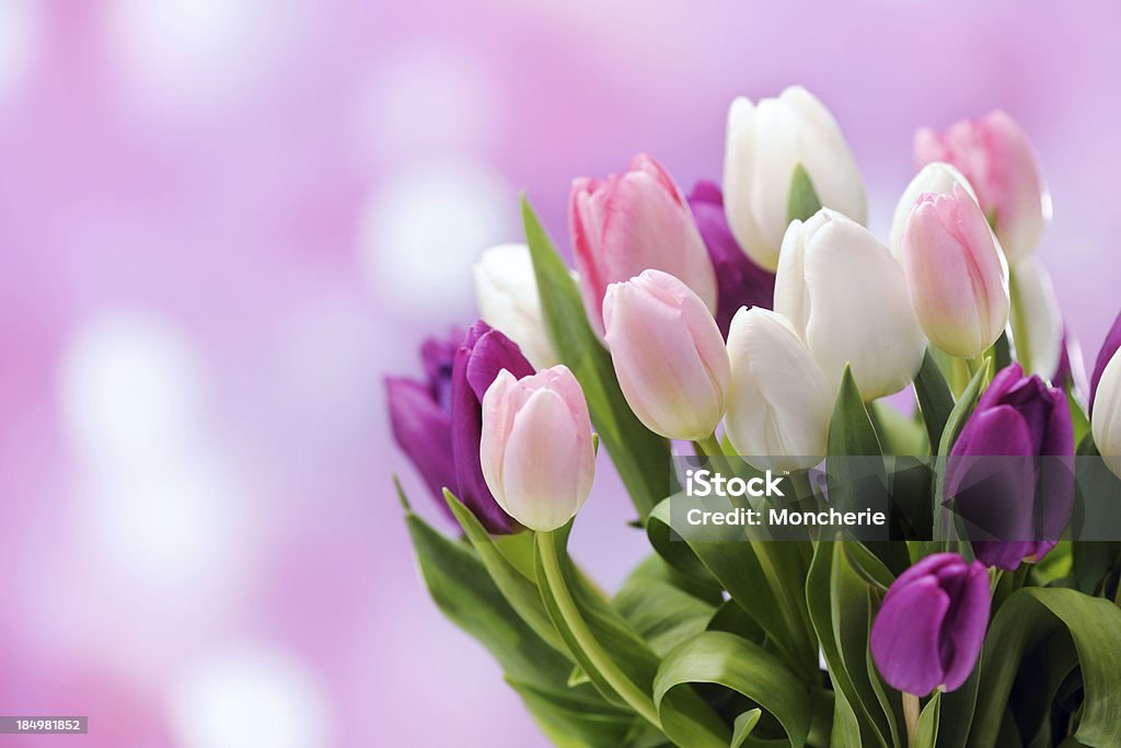 Kolorowe Tulipany na tle świeci - Zbiór zdjęć royalty-free (Kwiat - Roślina)