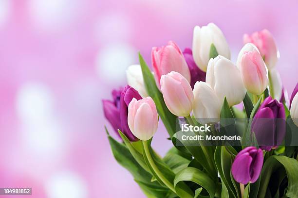 Kolorowe Tulipany Na Tle Świeci - zdjęcia stockowe i więcej obrazów Kwiat - Roślina - Kwiat - Roślina, Zielone tło, Barwne tło