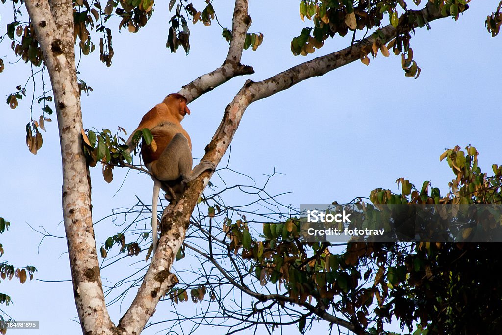 Mono násico, Borneo - Foto de stock de Animal libre de derechos