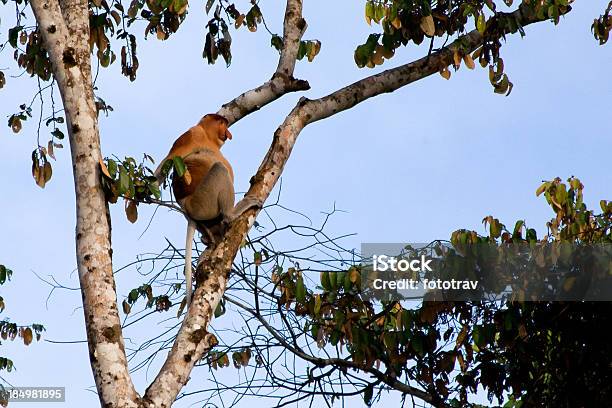 Mono Násico Borneo Foto de stock y más banco de imágenes de Animal - Animal, Animal macho, Animales de Safari