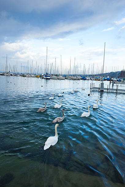 istock swans on lake geneva 184981917