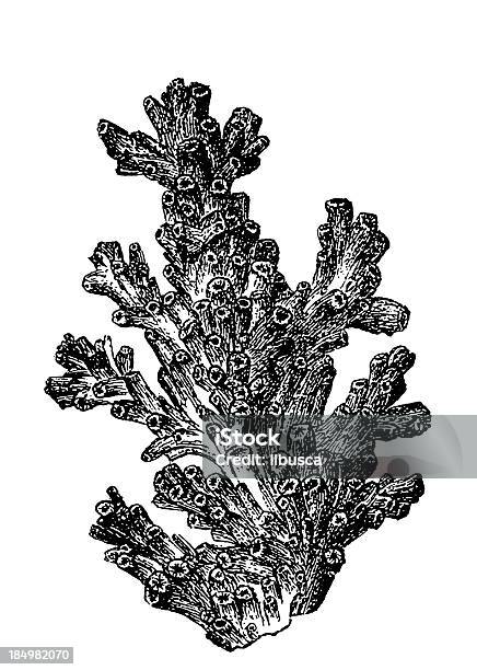 Madrepora Prolifera Lophelia Pertusa Vecteurs libres de droits et plus d'images vectorielles de Corail - Cnidaire - Corail - Cnidaire, Gravure, Vieux