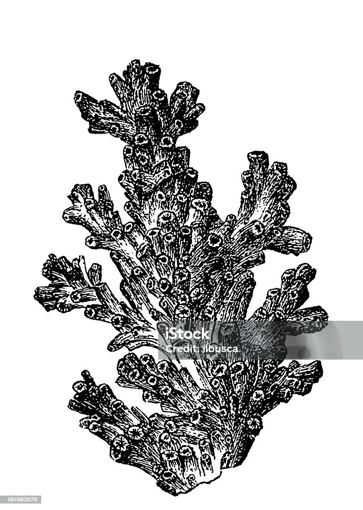 Madrepora Prolifera (Lophelia Pertusa - Illustrazione stock royalty-free di Corallo - Cnidario
