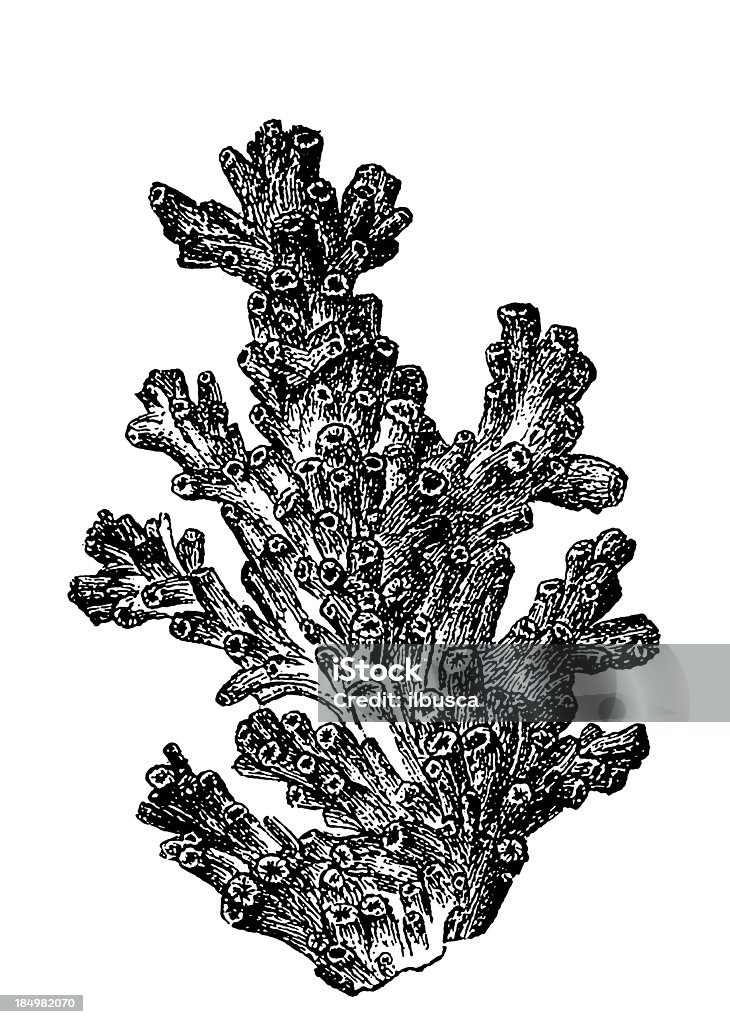 Madrepora Prolifera (Lophelia Pertusa - Zbiór ilustracji royalty-free (Koral - Parzydełkowce)