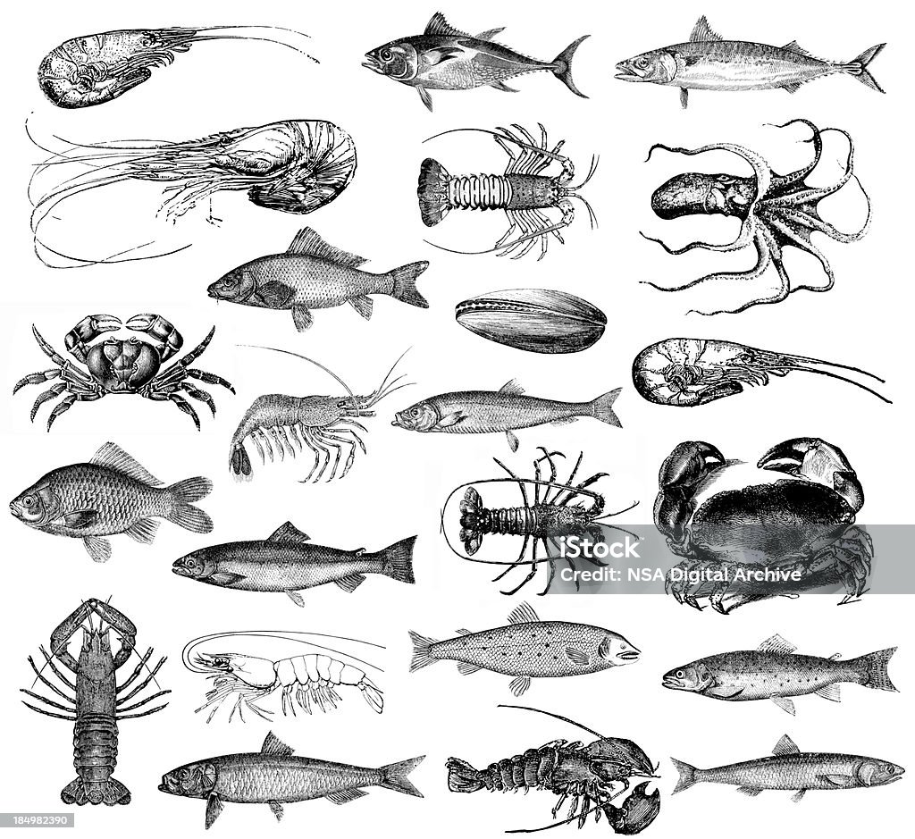 Seafood Illustrations - Fish, Lobster, Prawns, Clams, Crab, Octopus "Misx of seafood illsutrations - many kinds of sea fish (tuna, salmon, bass, anchovy, mackerel etc), lobster, prawns, clums, crab, octopus. Illustrations published in Systematischer Bilder-Atlas zum Conversations-Lexikon, Ikonographische Encyklopaedie der Wissenschaften und Kuenste (Brockhaus, Leipzig, 1875) and in Systematische Bilder-Gallerie, Karlsruhe und Freiburg (1839).SEE OTHER SIMILAR IMAGES:" Fish stock illustration