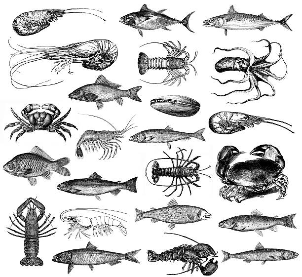 Seafood Illustrations - Fish, Lobster, Prawns, Clams, Crab, Octopus "Misx of seafood illsutrations - many kinds of sea fish (tuna, salmon, bass, anchovy, mackerel etc), lobster, prawns, clums, crab, octopus. Illustrations published in Systematischer Bilder-Atlas zum Conversations-Lexikon, Ikonographische Encyklopaedie der Wissenschaften und Kuenste (Brockhaus, Leipzig, 1875) and in Systematische Bilder-Gallerie, Karlsruhe und Freiburg (1839).SEE OTHER SIMILAR IMAGES:" water animal octopus sea stock illustrations