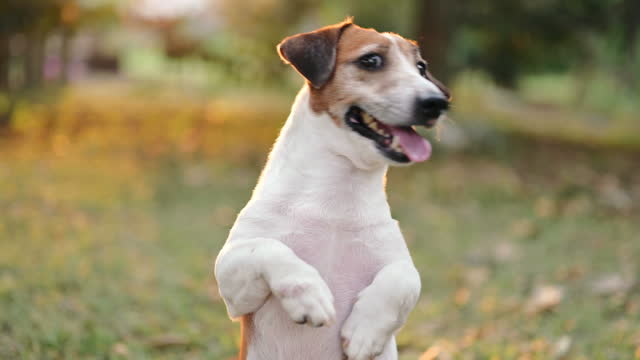 Jack russell terrier playing with his friend