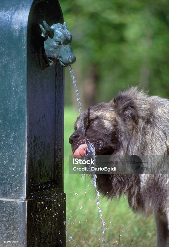 Animali cane Cane pastore Caucaso - Foto stock royalty-free di Animale