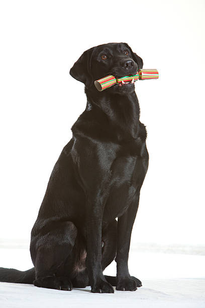 Cane di Natale - foto stock