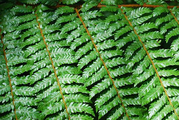 nowa zelandia punga (ponga) fern fronds tle - fern new zealand macro frond zdjęcia i obrazy z banku zdjęć