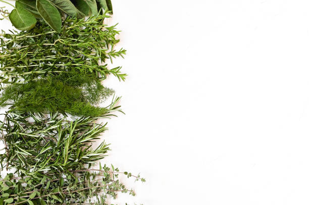 istock bunches of garden fresh herbs in a row. 1849831177