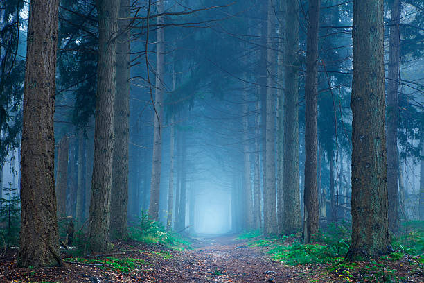 istock Path in a dark and foggy forest in The Netherlands 184983136