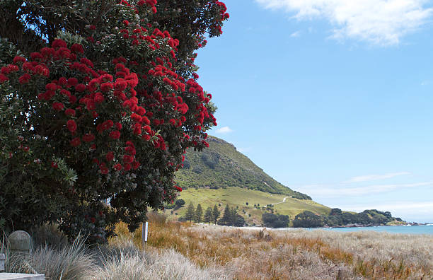 istock Pohutukawa flowers over beach 184983262