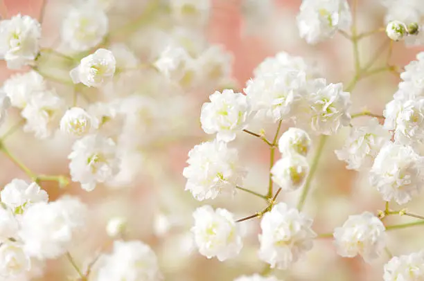 "white flowers, baby's breath close-up background"