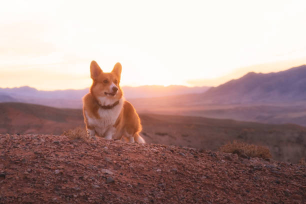 istock Cute dog, red corgi pembroke in red desert at sunset 1849835607