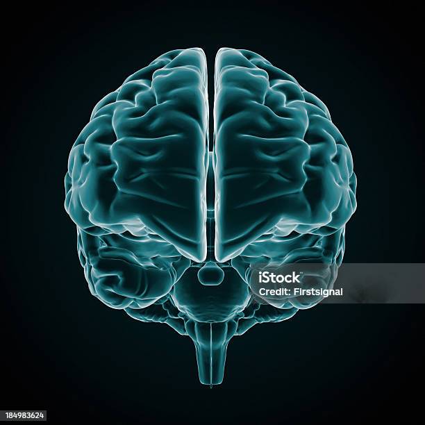 Cerebro Humano Estilo De Rayos X Foto de stock y más banco de imágenes de Tridimensional - Tridimensional, Cerebro humano, Cuerpo humano