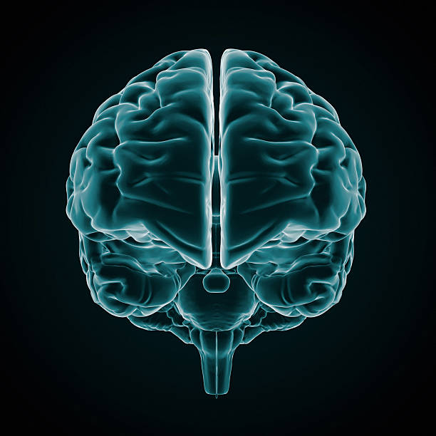 istock An x-ray of the human brain on a black background 184983624