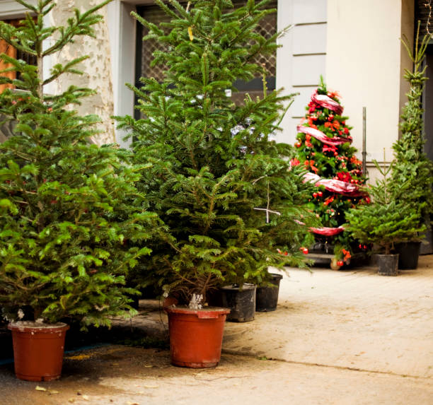 istock Christmas trees for sale 184983691