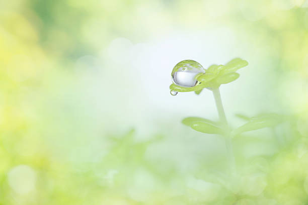 Tiny plant with a droplet of water and the earth on top.  Very shallow depth Macro.