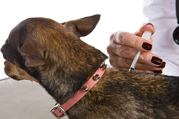 istock Veterinarian Vacinating Dog 184984098