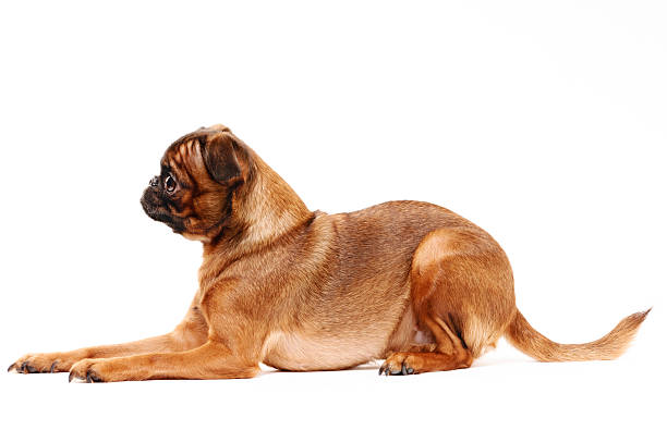 Brussels Griffon or Terrier Two and a half year old short haired Belgian Griffon dog posing for the camera. White background.More Bugs & Pets here brussels griffon dog lying down stock pictures, royalty-free photos & images
