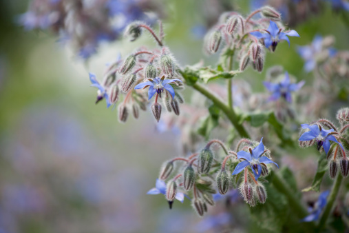 Close up of Borage in flower with shallow depth of field.