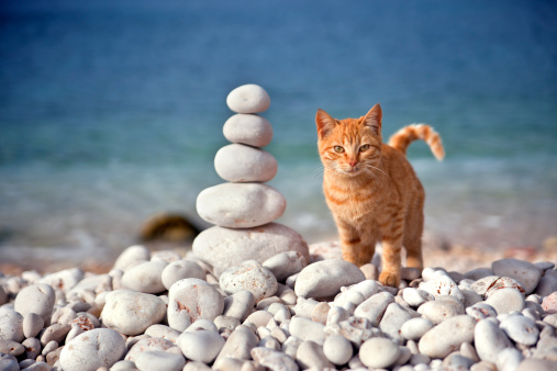 Kitten and stack of stones