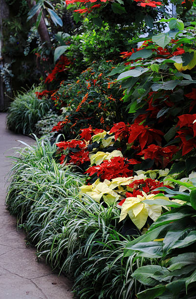 istock Poinsettia and grass border along a walkway. 184984770