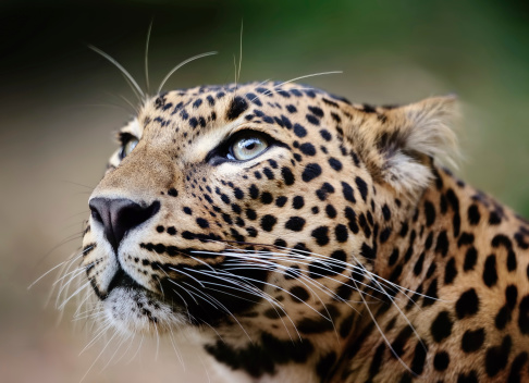 A selective focus shot of a magnificent African leopard with a blurred background