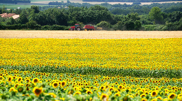 istock Farming in the Charente, France 184985085
