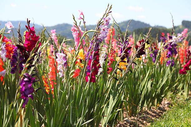 bloming gladiolo campo - gladiolus fotografías e imágenes de stock