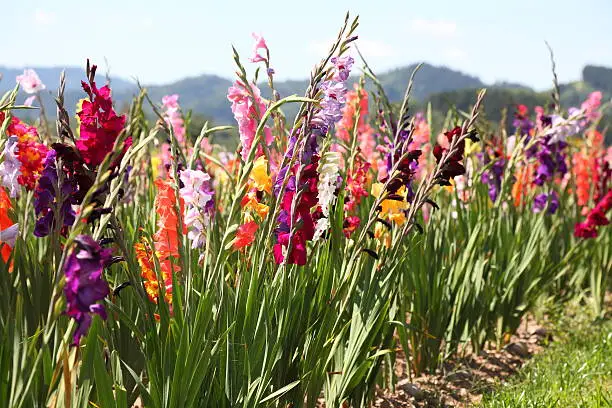 bloming gladiolus field